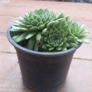 suculenta sempervivum