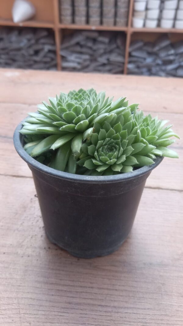 suculenta sempervivum