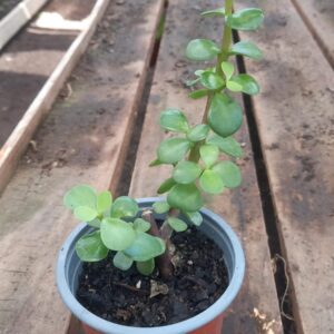 jade