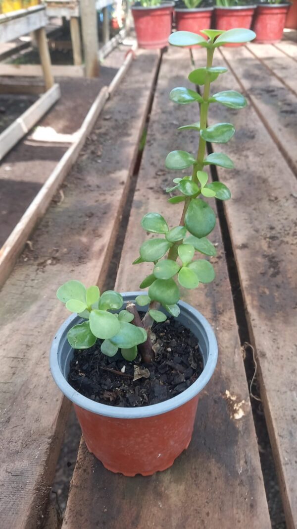 jade