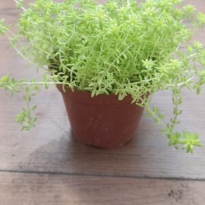 Sedum Liniare