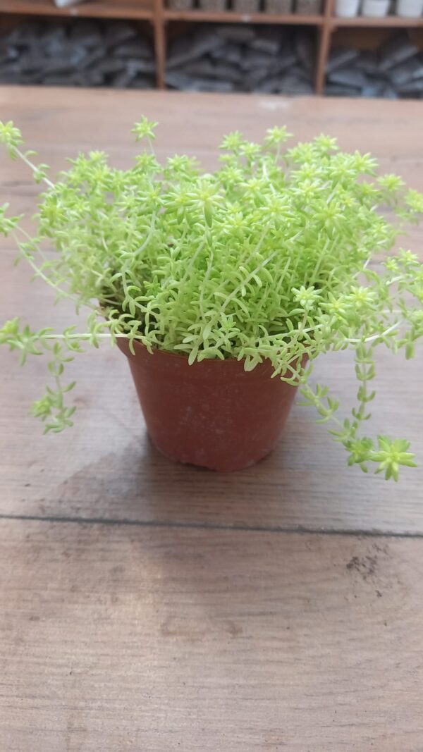 Sedum Liniare