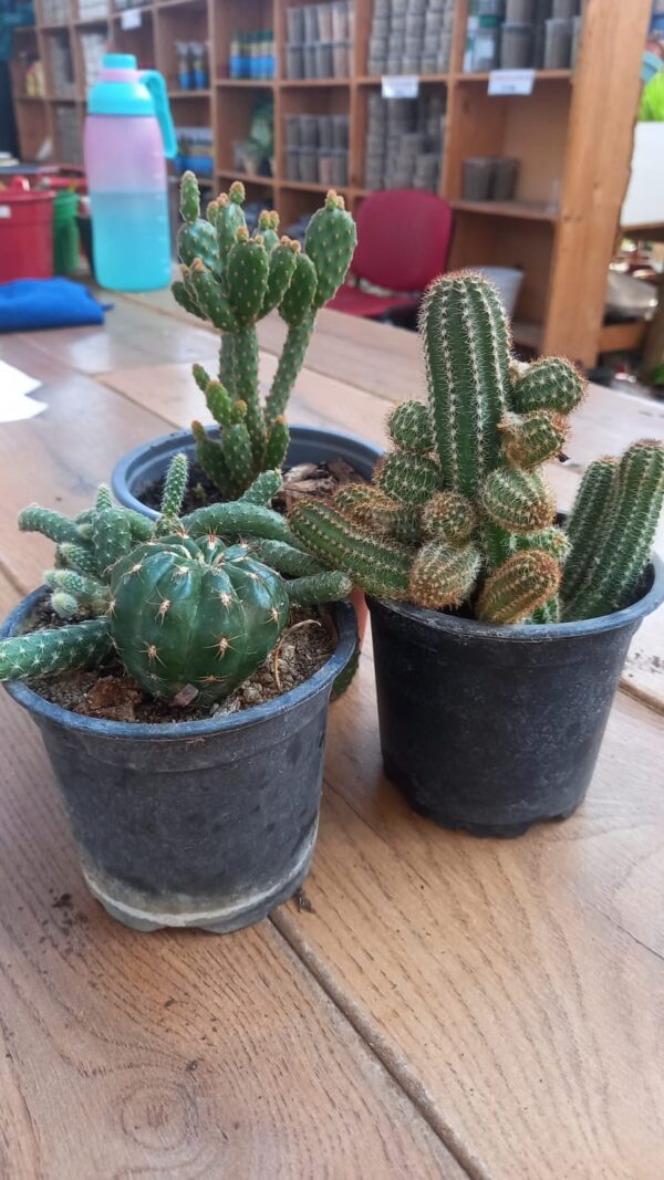 cactus
