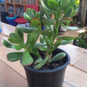 jade