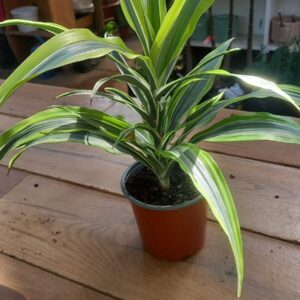 Dracena Lemon