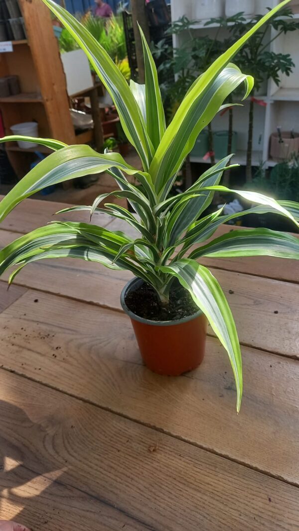 Dracena Lemon
