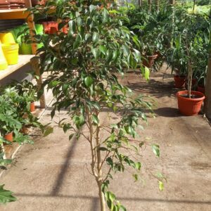 ficus