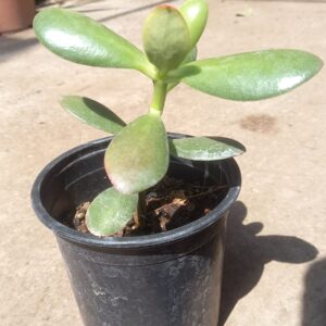 Jade