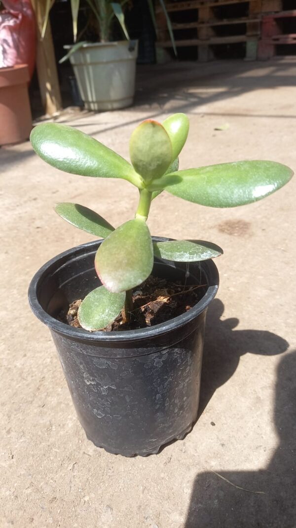 Jade