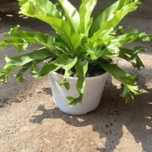 Helecho Asplenium