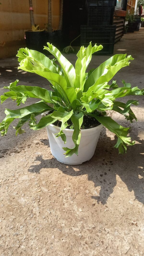 Helecho Asplenium
