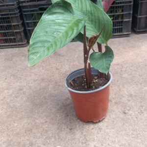 maranta