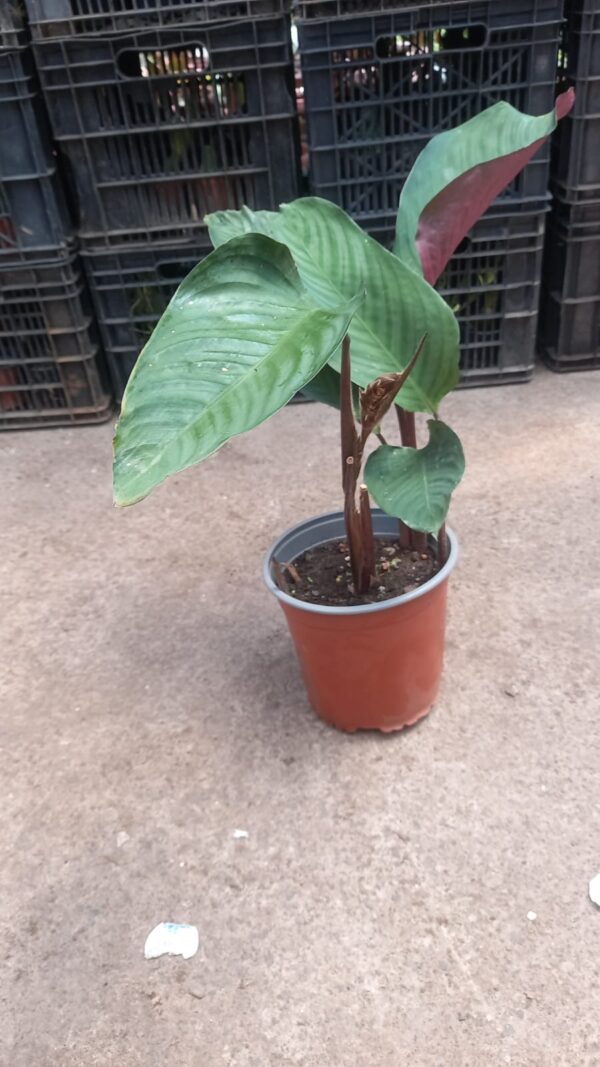 maranta