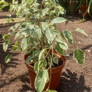 ficus variegado
