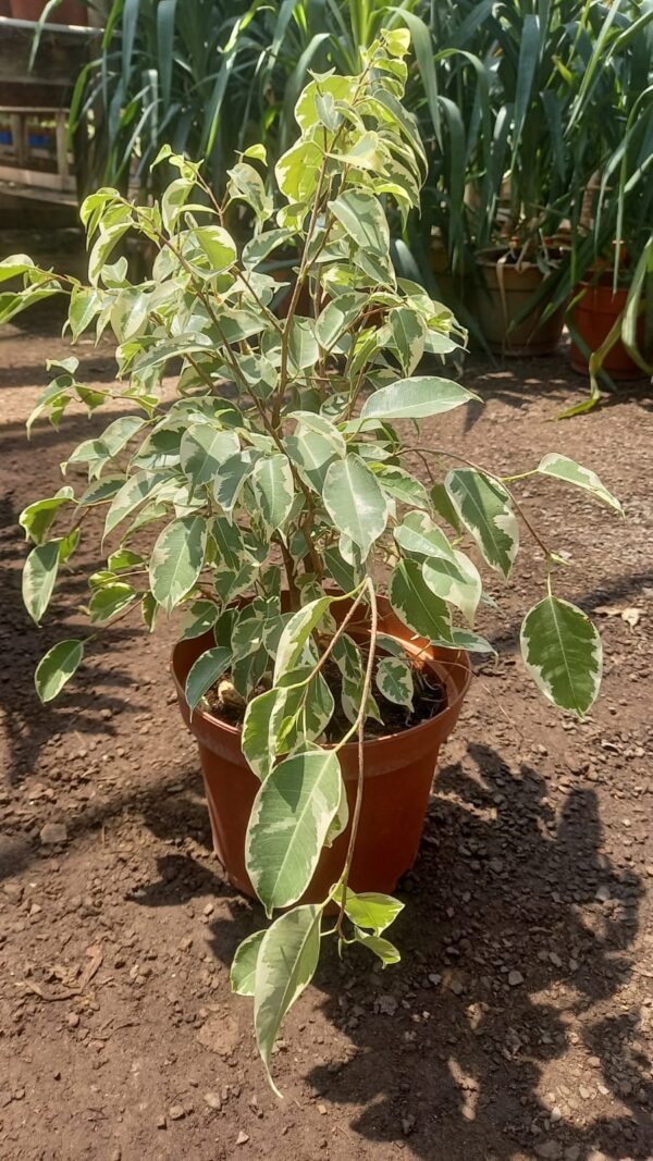 ficus variegado