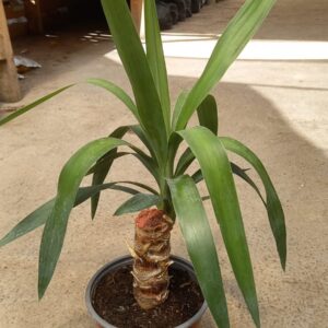 Palo De Yuca