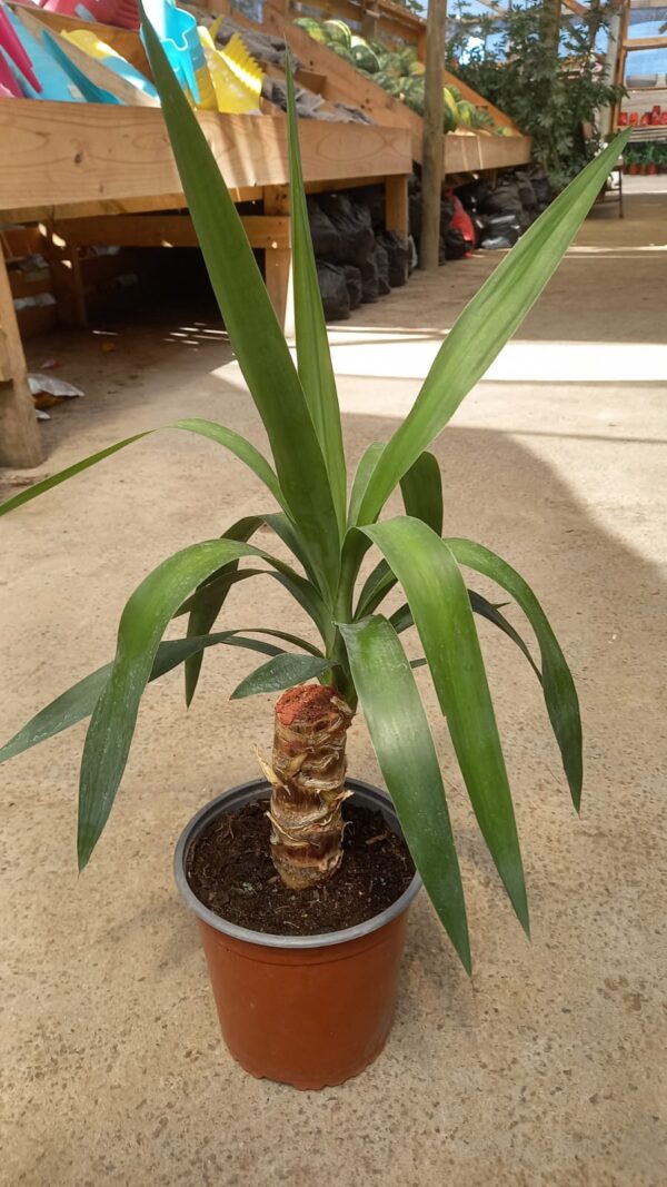 Palo De Yuca