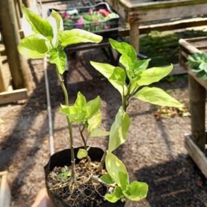 aji