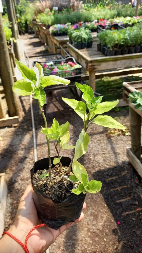 aji