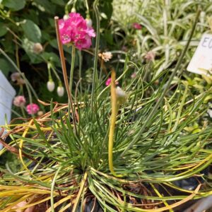 Armeria Maritima