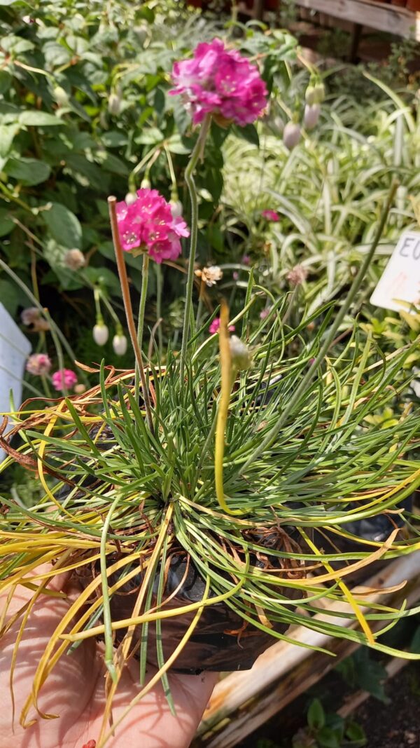Armeria Maritima
