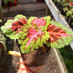 Coleus