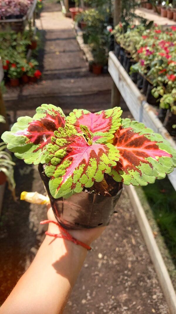 Coleus
