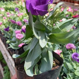 Lisianthus