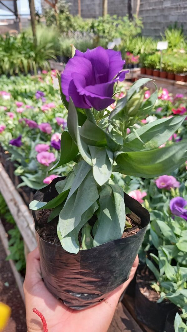 Lisianthus