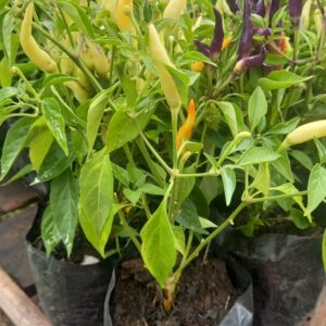 Aji enano