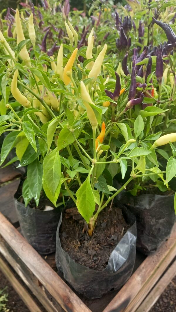 Aji enano