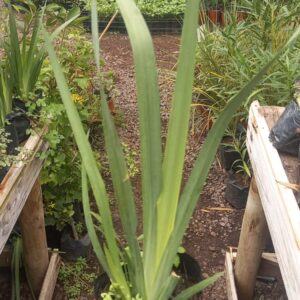 Dietes