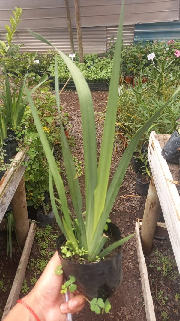 Dietes