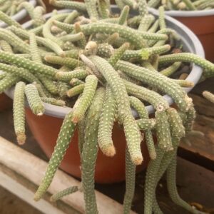 Cactus Cola De Mono