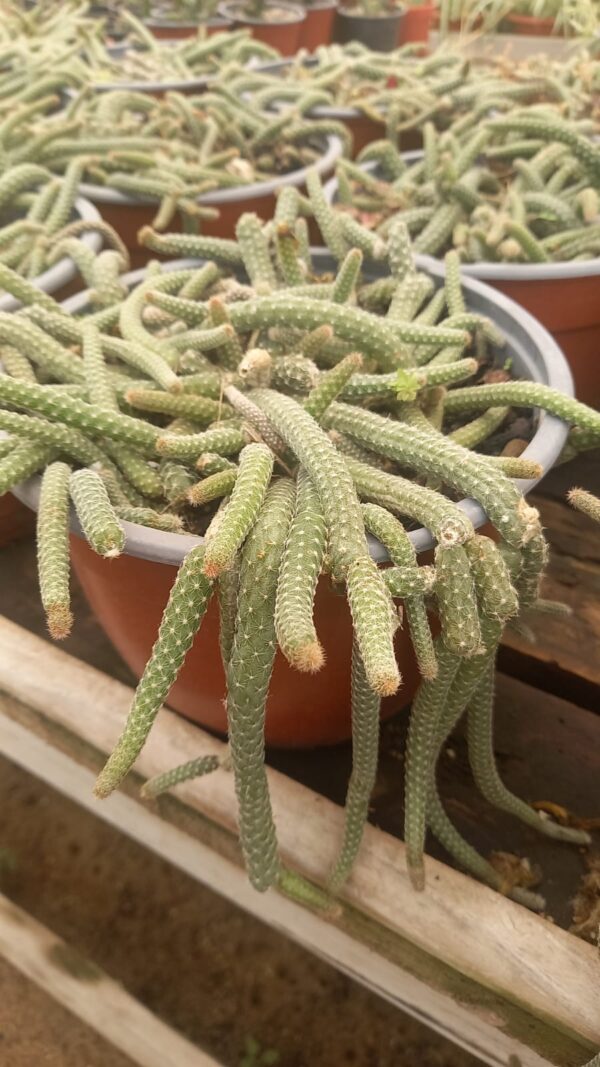 Cactus Cola De Mono