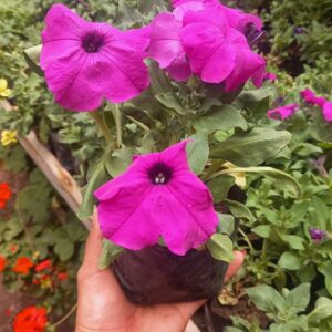 Petunia
