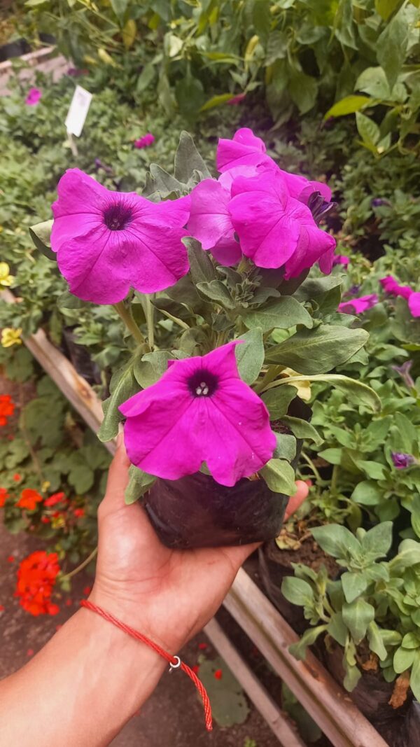 Petunia