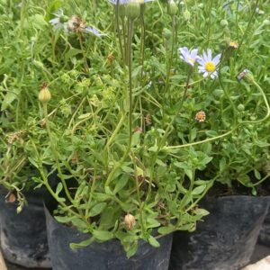 Agatea