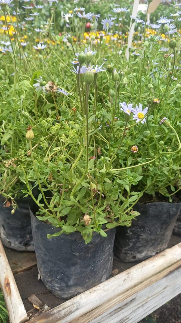 Agatea