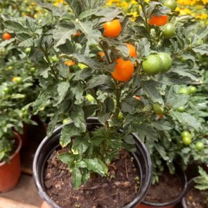 Solanum