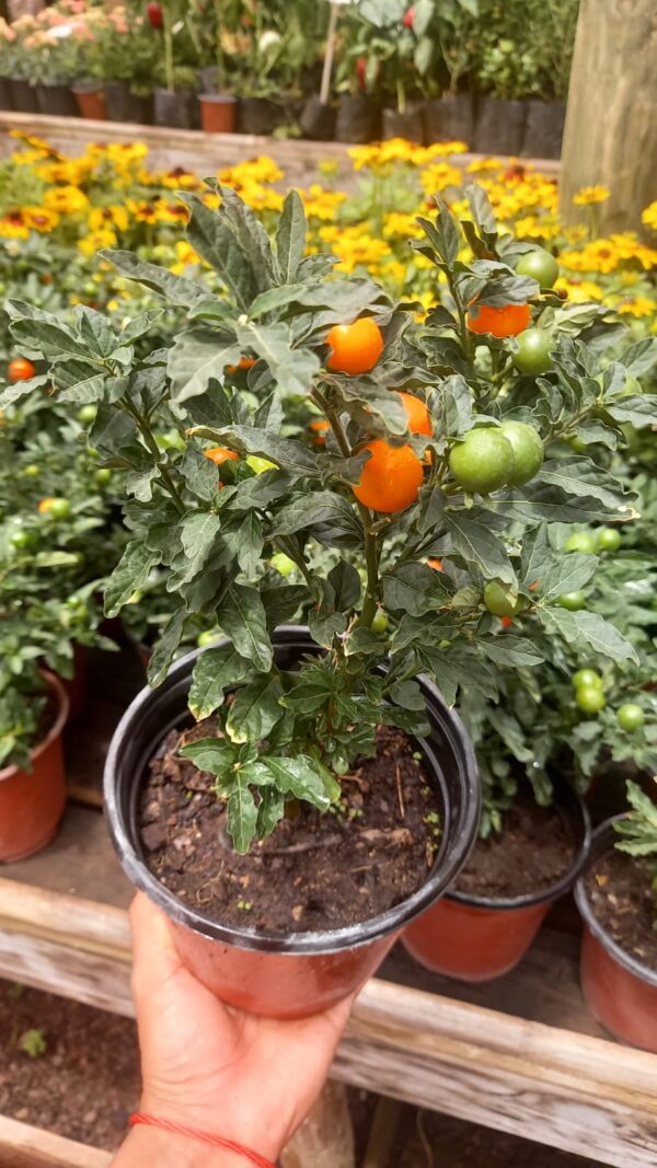 Solanum