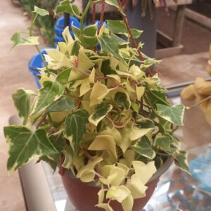 Hiedra Variegada
