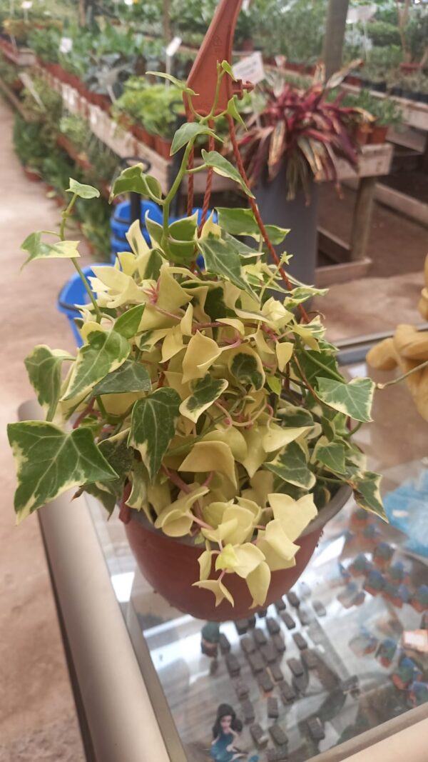 Hiedra Variegada