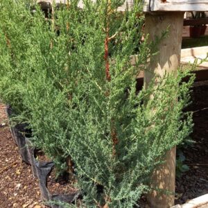 Pino Thuja