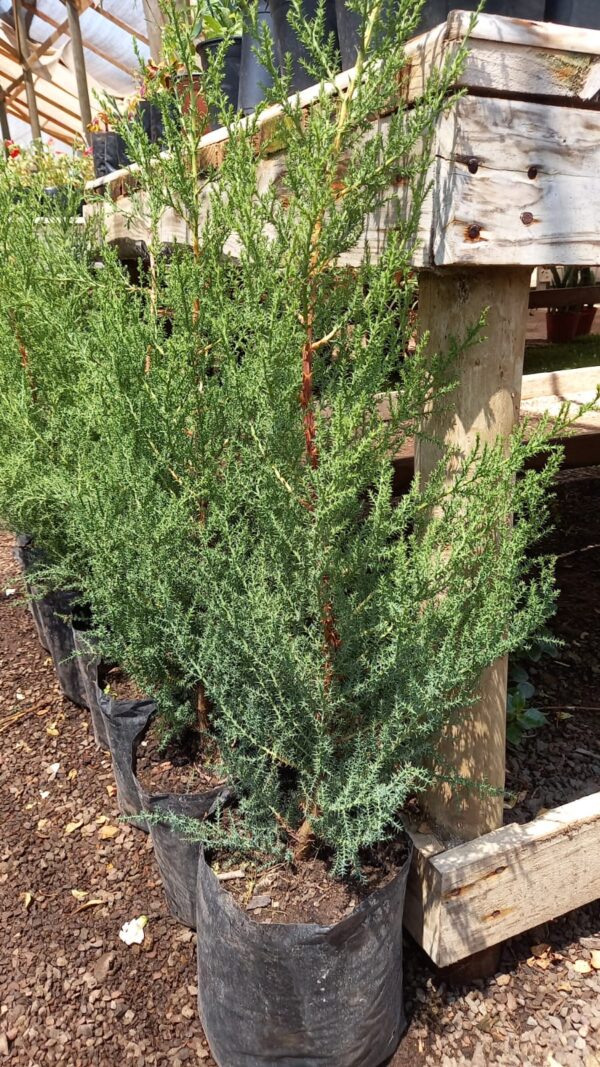 Pino Thuja
