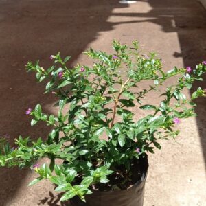 Veronica Colombaina