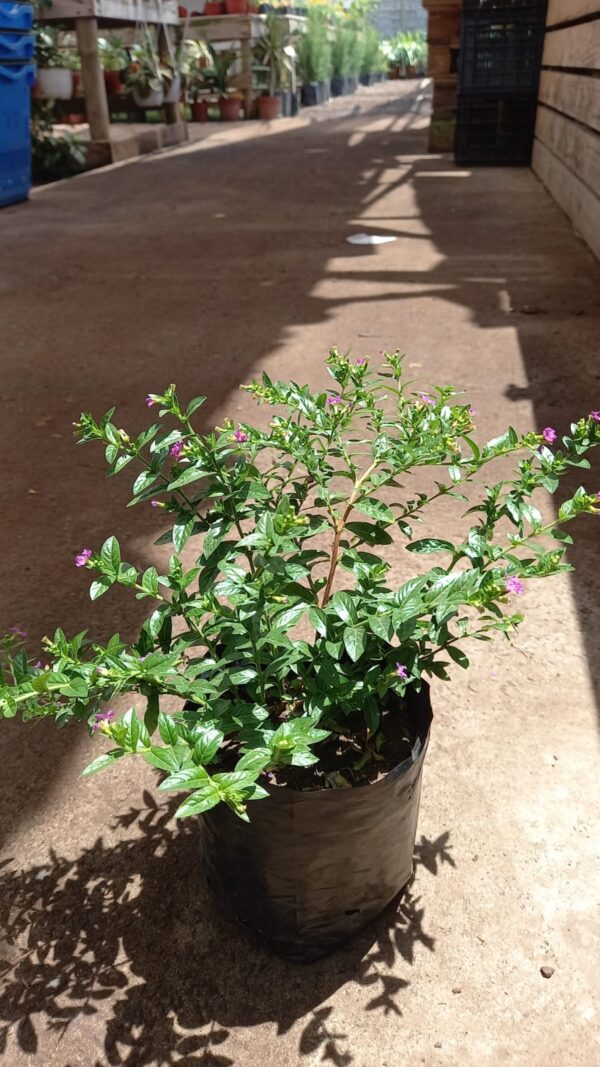 Veronica Colombaina