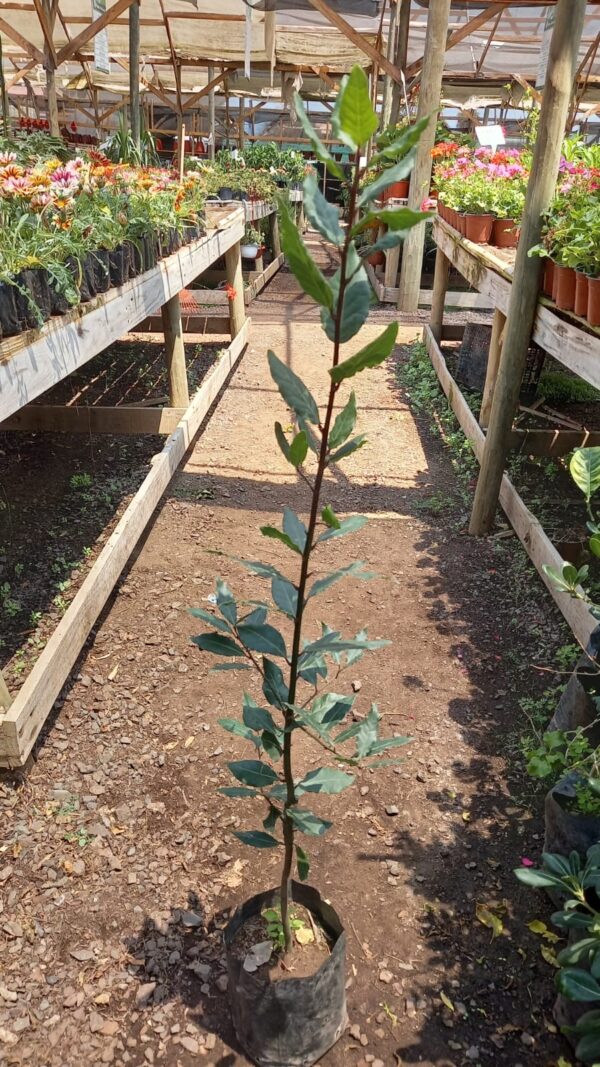 Laurel De Comida