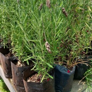 Lavanda
