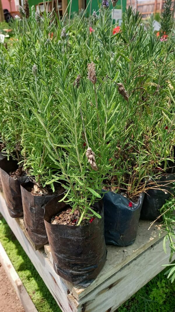 Lavanda